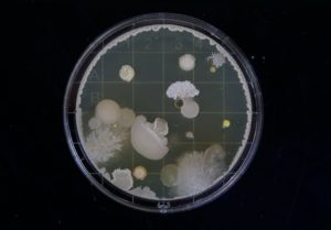 Быстрорастущие бактерии уклоняются от антибиотиков