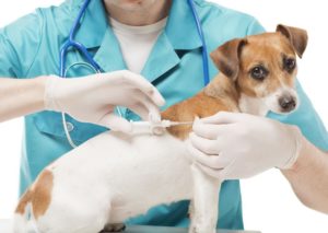 Россия начала экспортные поставки вакцин от коронавируса для животных
