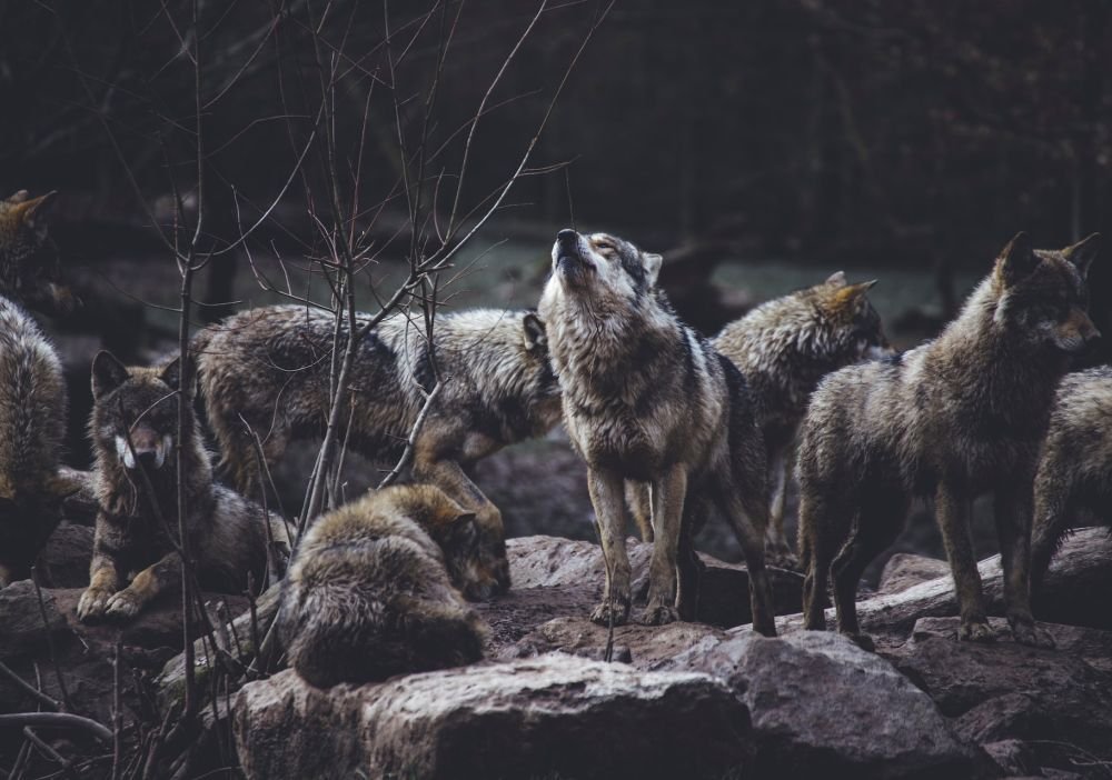 Волки подружились с людьми ещё до собак
