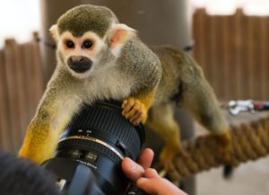 Учёные хотят создать самый опасный гибрид оспы обезьян