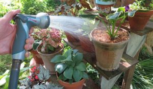 Полное руководство по выращиванию горшечных растений на открытом воздухе